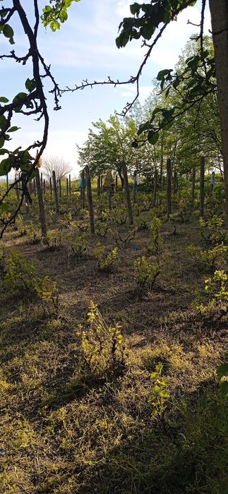 Продава се Къща в Видин, Акджамия - 56 кв.м за 1822 €/кв.м - Снимка #8