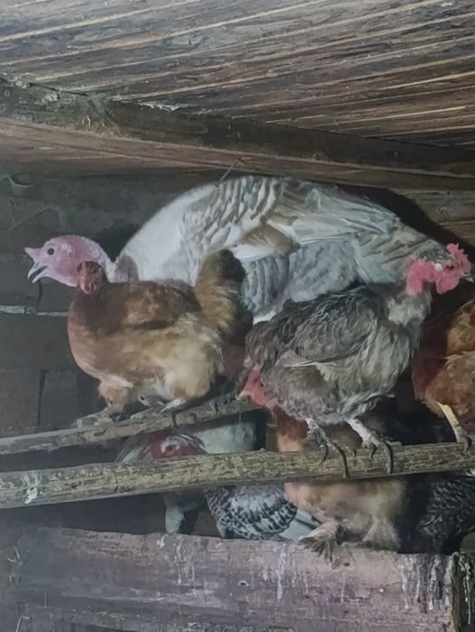 Продам Индуков самца и самак