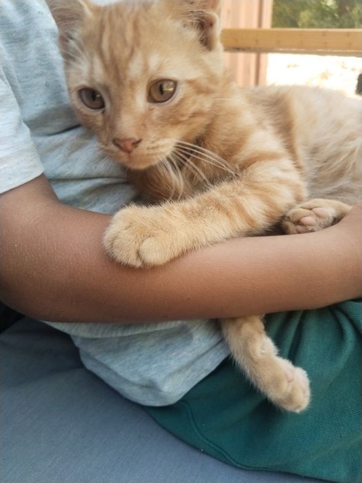 Котенок домашний ласковый с комплектом