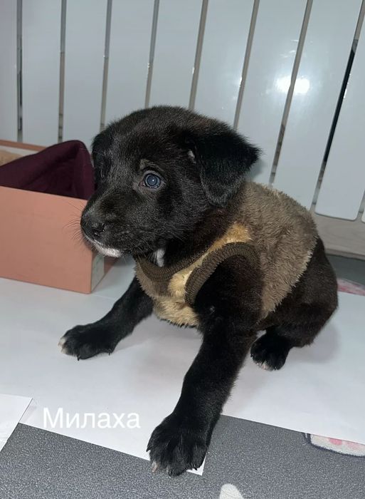 Отдаю щенка бесплатно, игривый нашли и  хорошо помыли нет блох