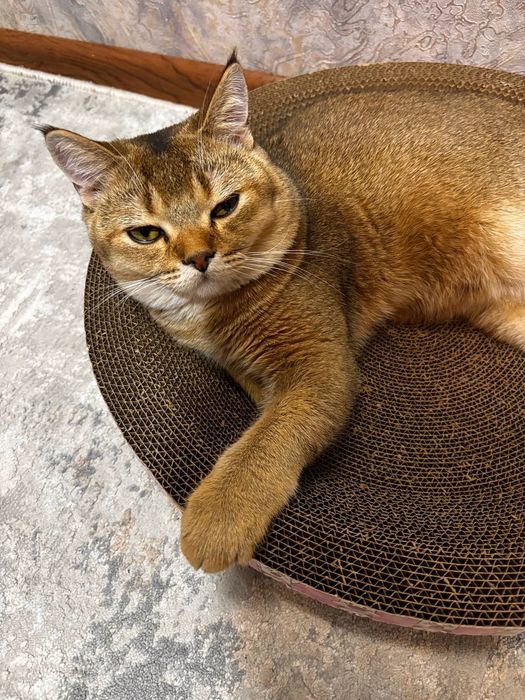 Продаётся котёнок