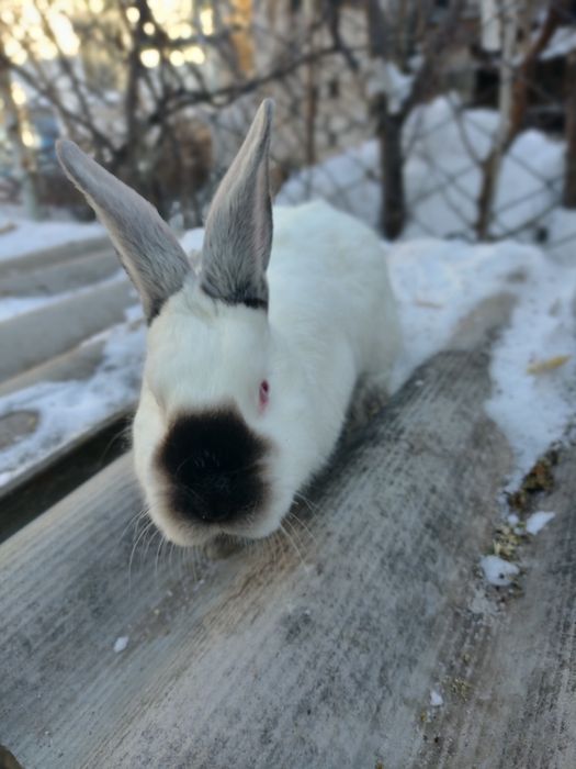 Продам кролики калифорния