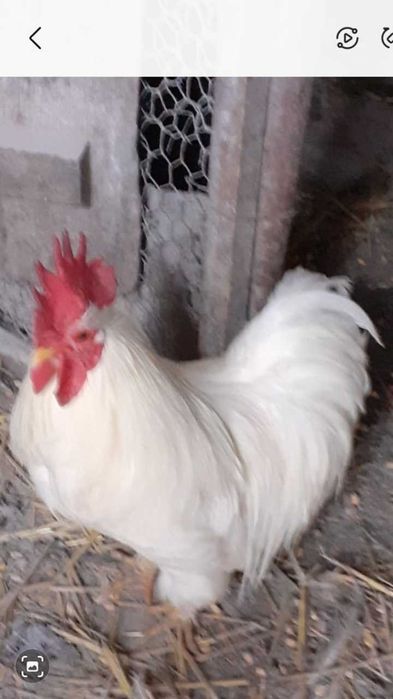 Cocos pitic alb de vanzare