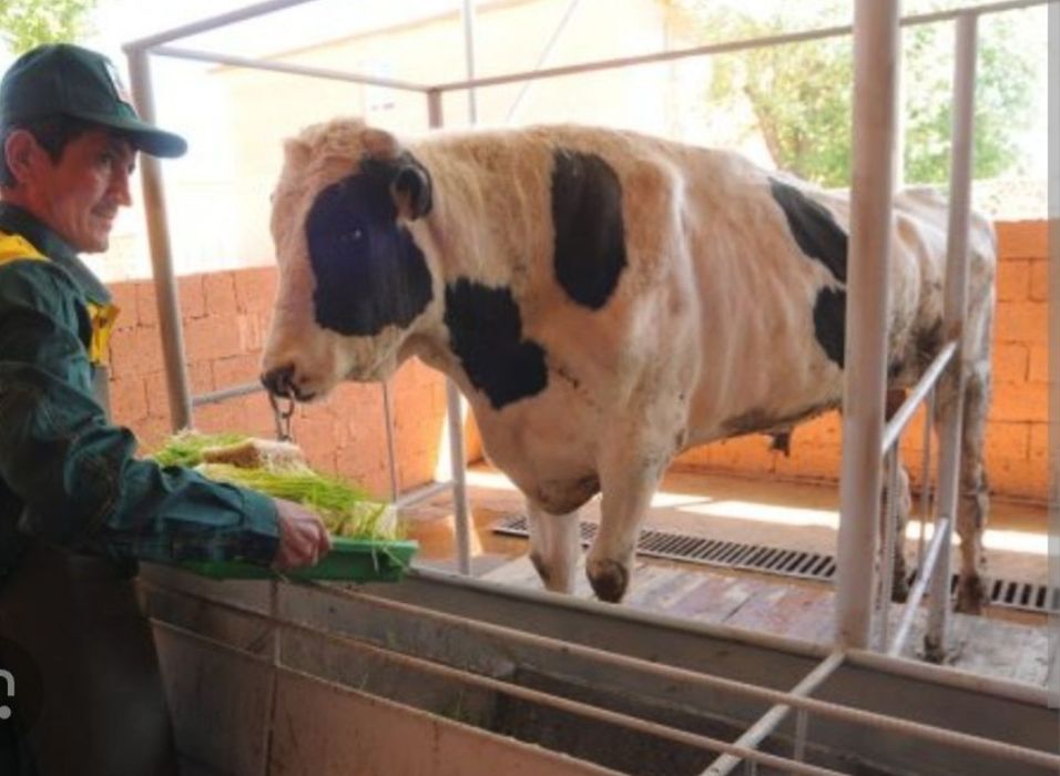 Гидропоника емлари