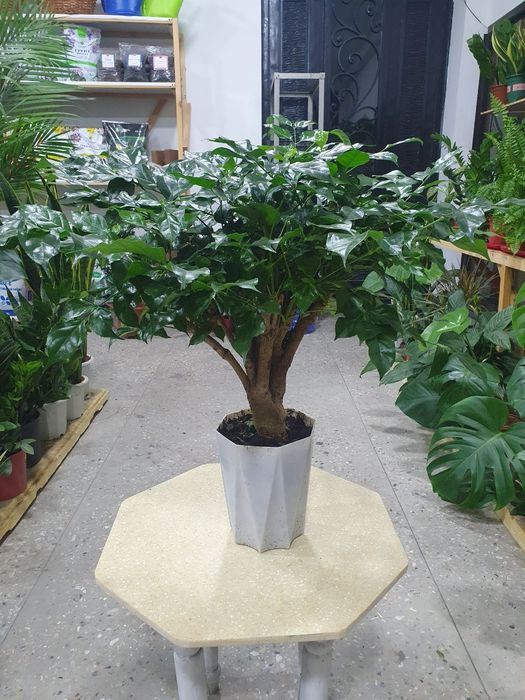 Radermaxera Радермахера