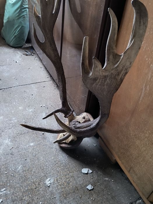 Рога от благороден елен