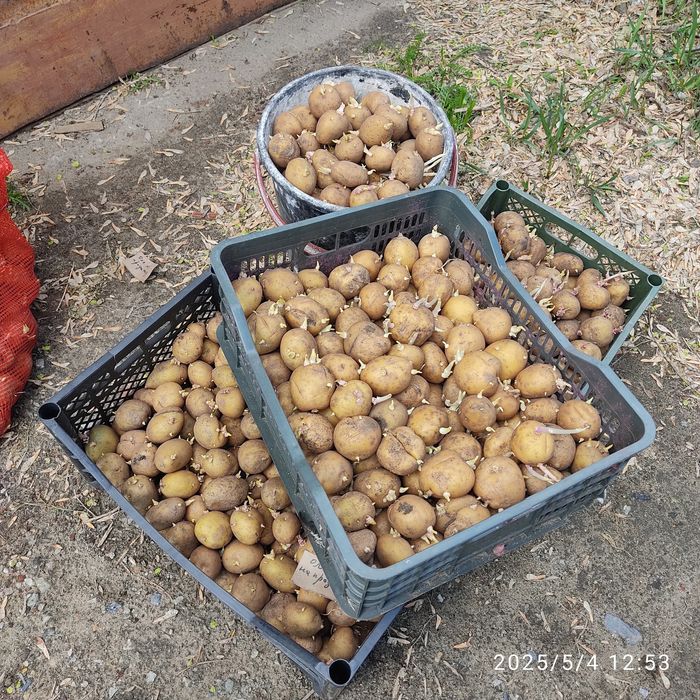 Продам семенной картофель