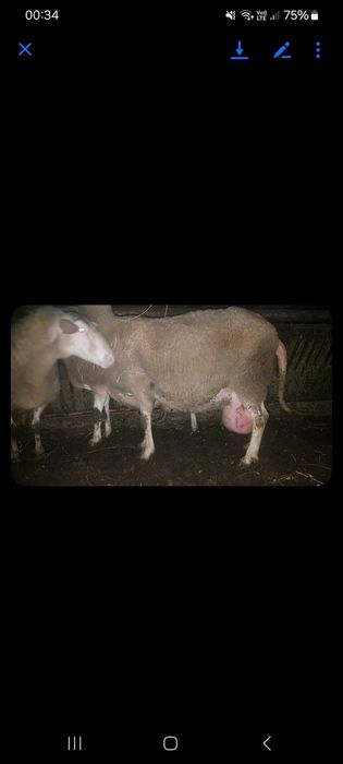 Vand berbeci rasa foarte buna laguna franceza .