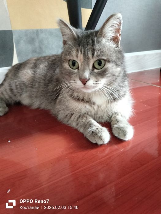 Отдам кошечку в добрые руки