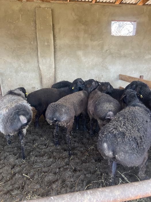 Қошқарлар сатылады