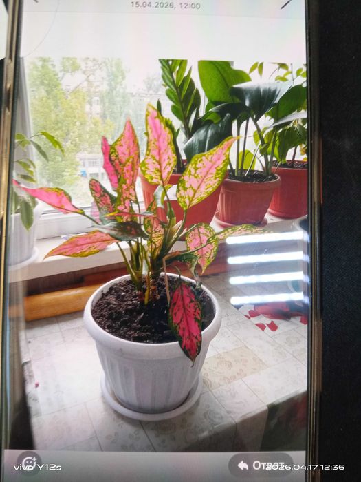 Комнатные цветы домашные