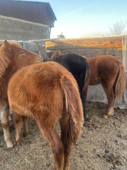 3 бас ұрғашы жабағы сатылады