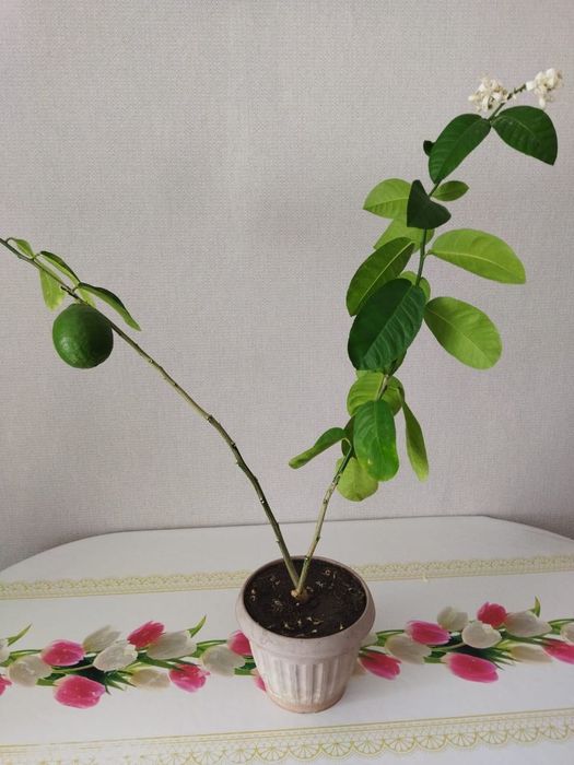 Продам лимонное дерево с лимоном, плодоносящее