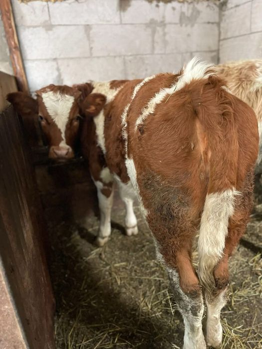 Vand sau schimb vițeauă