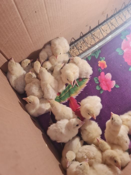 Pui de ciurcă 35 de buc