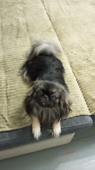 Мальчик пекинес на вязку