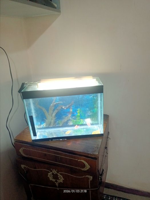 Akvarium baliqlari bilan