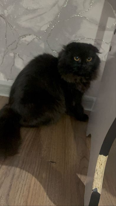 Продаю кота породи хайлендсфолд