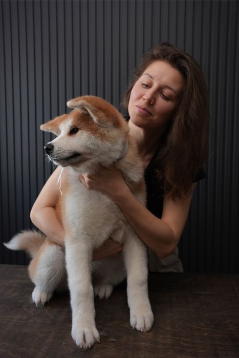 Щенки Акита Ину (Хатико)