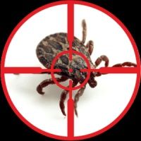 dezinfeksiya kash xidsiz  tarakn va klapa xidsiz