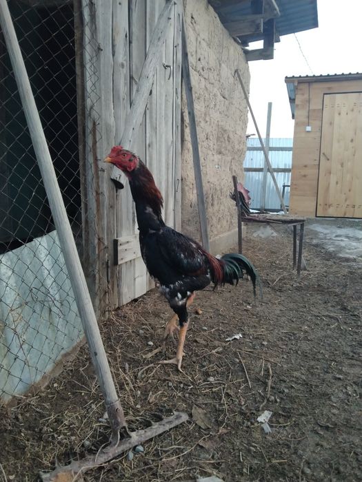 Дакан қораз сатам