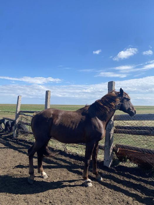 Айғыр сатылады 7 жасар