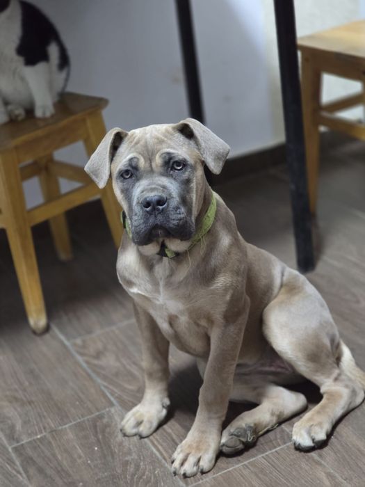 Cane Corso cu Pedigree