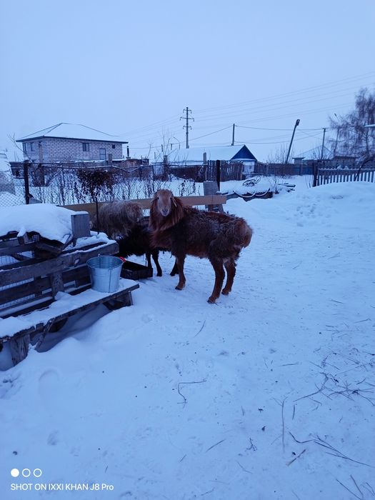 Продам кошкар 2года