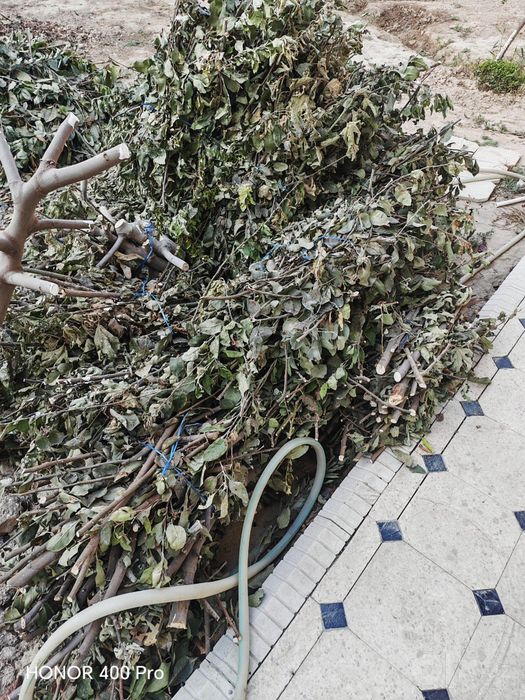 O'tin tekin ga beraman Bepul