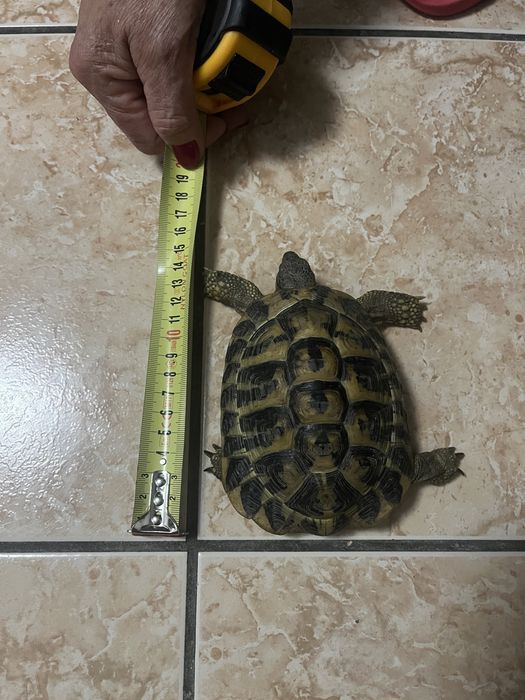 Testoase terestre Testudo 15 cm
