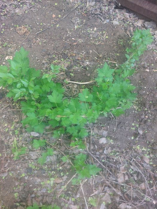 Крыжовник кустики