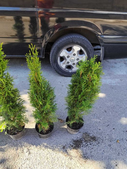 Западна туя Смарагд