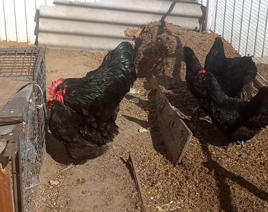продам семью курей породы остралорпы