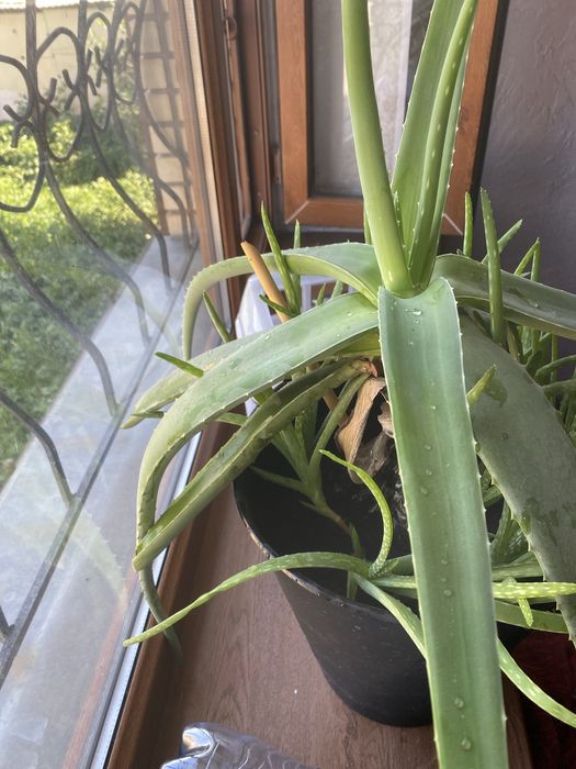 Алоэ лечебное