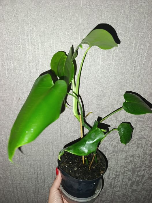 Продам монстеры резные