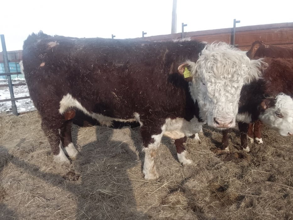 Продам Бык 1 категория