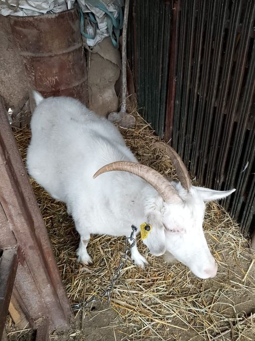 Продам котную козу