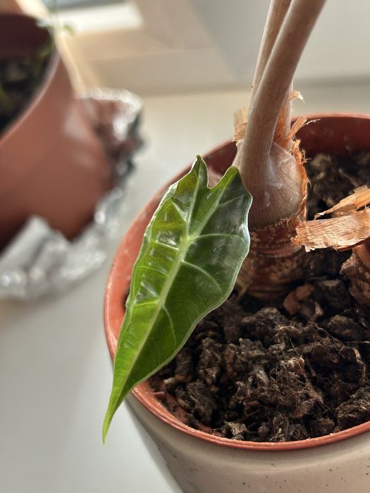 Alocasia Polly