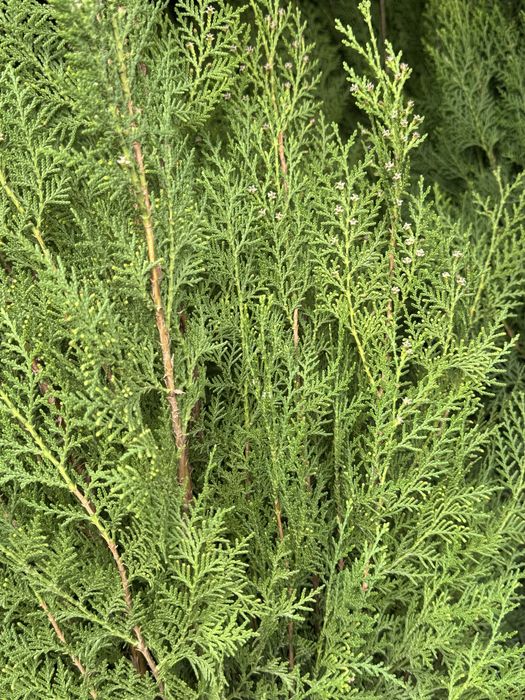 Свежая Туя по 7-8к