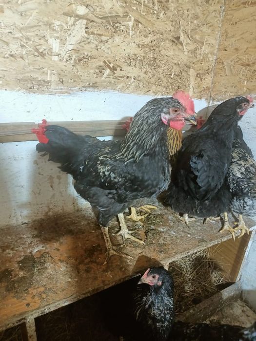 Меняю молодых петушков