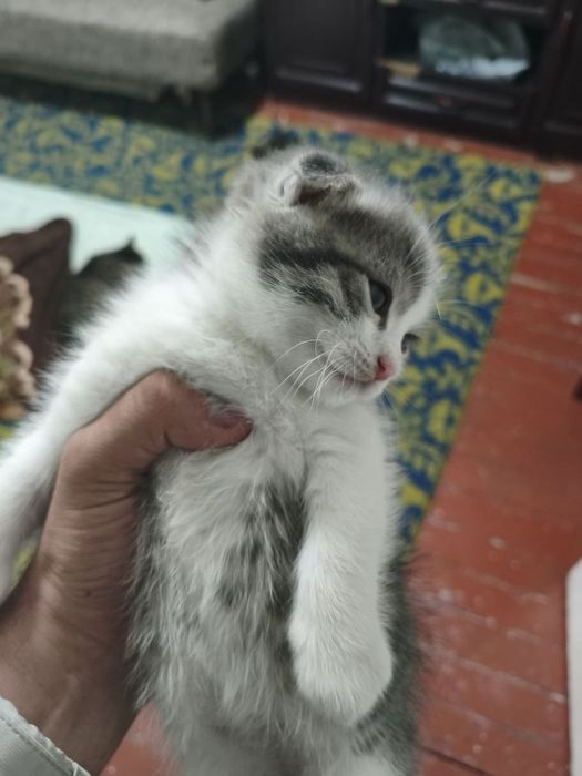 Shotland mushukchasi (bukilgan quloq) sotiladi.