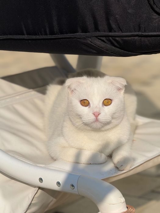 Scotish fold ( шотландская вислоухая)