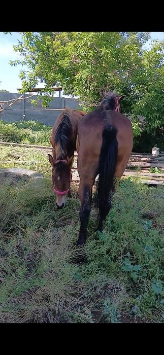 Бие  жылкы сатылады