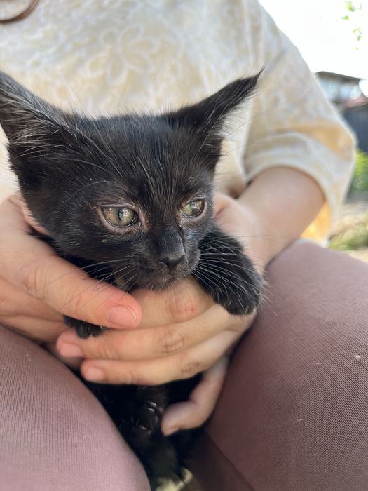 Отдам котят в хорошие руки