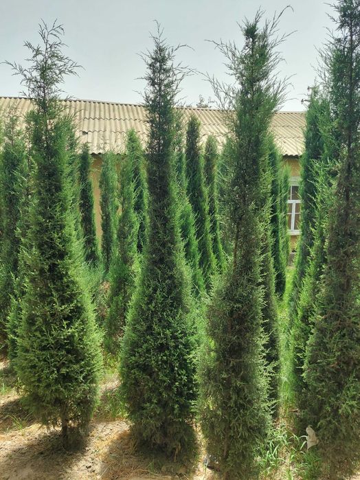 Можжевельник арча кучатлари сотилади