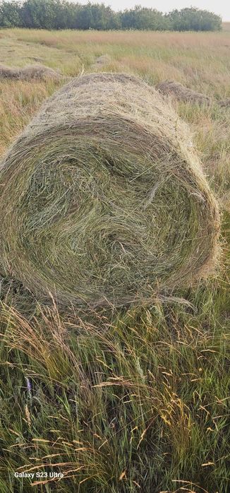 Продам сено 2025 года погрузка есть