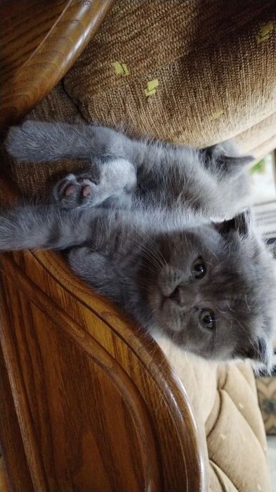 Продам котят: суотиш фолд и страйд