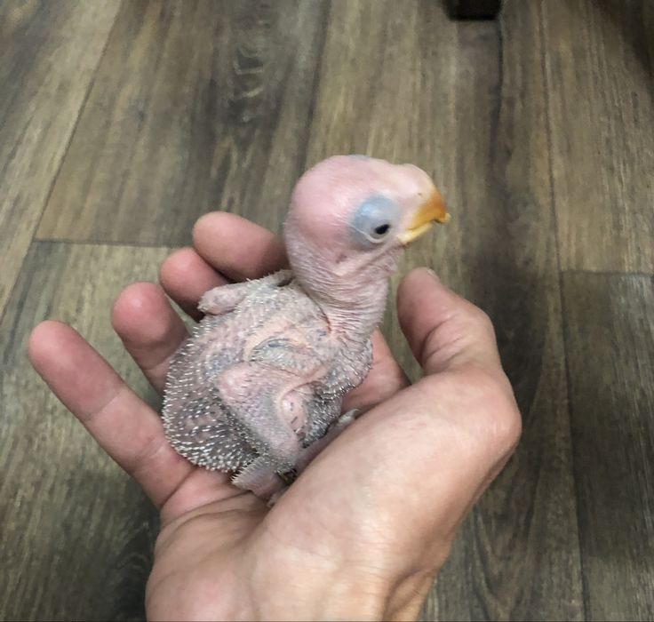 Ръчно хранени Големи Александри