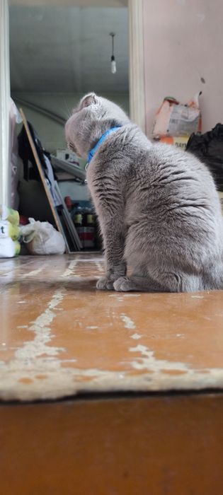Отдам кошку в добрые руки
