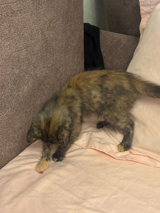 Бесплатно отдается котенок
